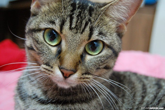 6 Clear Indicators Your Cat Is Dehydrated and Needs More Water