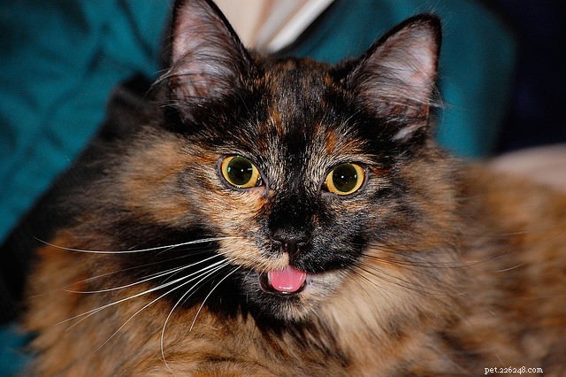 6 Clear Indicators Your Cat Is Dehydrated and Needs More Water