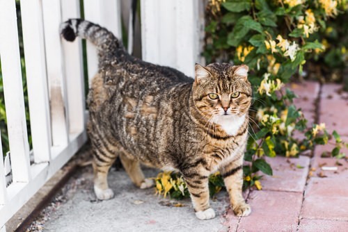 7 Clear Signs Your Cat Needs More Exercise