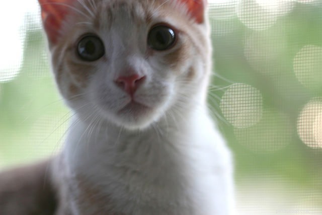 6 Clear Indicators Your Cat Is Dehydrated and Needs More Water