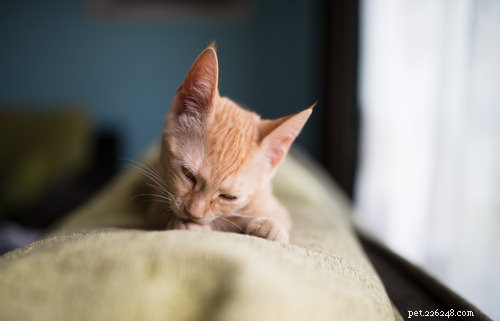 7 Clear Signs Your Cat Needs More Exercise