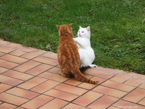 7 Clear Signs Your Cat Needs More Exercise