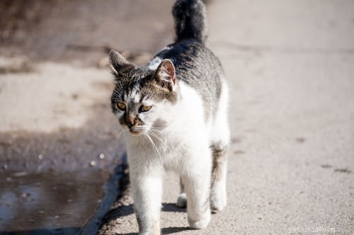 7 Key Signs Your Cat May Be Suffering from OCD