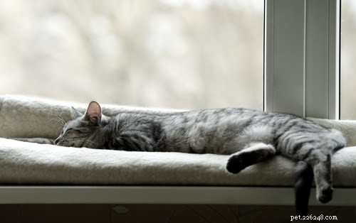 7 Clear Signs Your Cat Needs More Exercise