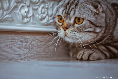 7 Key Signs Your Cat May Be Suffering from OCD