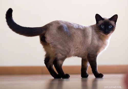 7 Key Signs Your Cat May Be Suffering from OCD