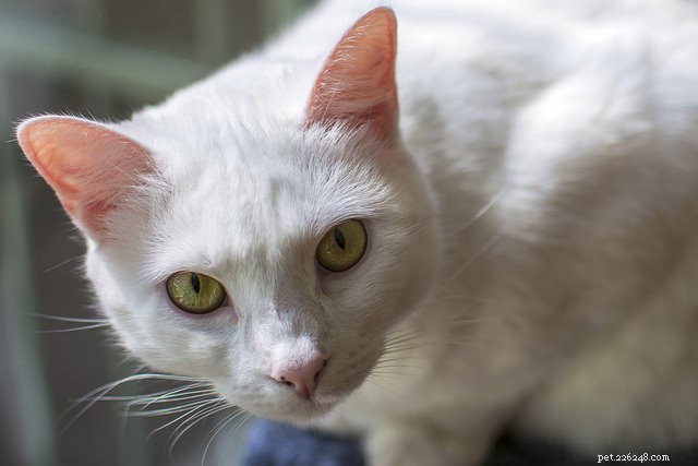 5 Summer Risks for Cats & How to Safeguard Them