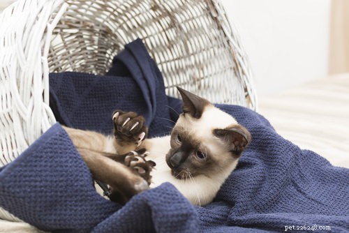7 Key Signs Your Cat May Be Suffering from OCD