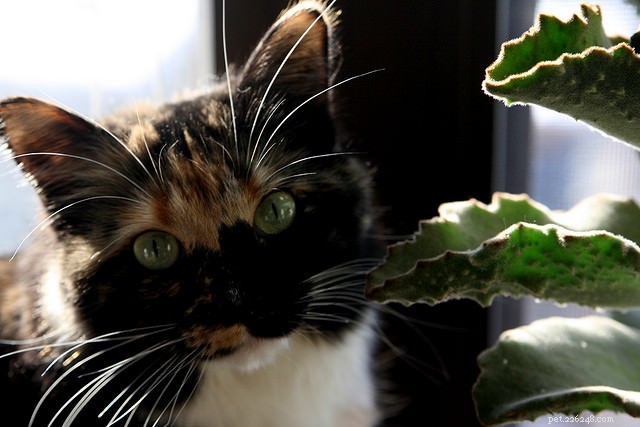 5 Summer Risks for Cats & How to Safeguard Them