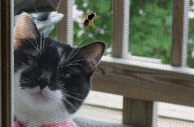 5 Summer Risks for Cats & How to Safeguard Them