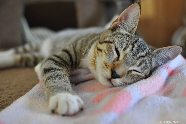 Feline Diabetes: How to Diagnose, Treat, and Prevent Your Cat’s Condition