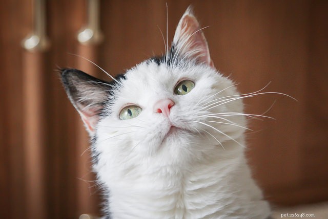 6 Critical Health Issues Every Senior Cat Owner Should Watch For