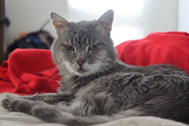 6 Critical Health Issues Every Senior Cat Owner Should Watch For