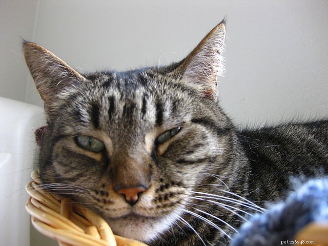 6 Critical Health Issues Every Senior Cat Owner Should Watch For