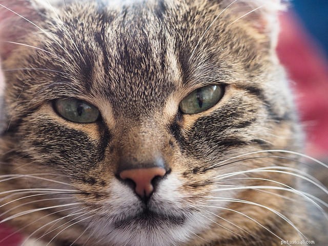 Feline Diabetes: How to Diagnose, Treat, and Prevent Your Cat’s Condition