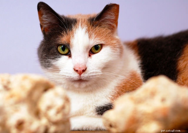 Feline Diabetes: How to Diagnose, Treat, and Prevent Your Cat’s Condition