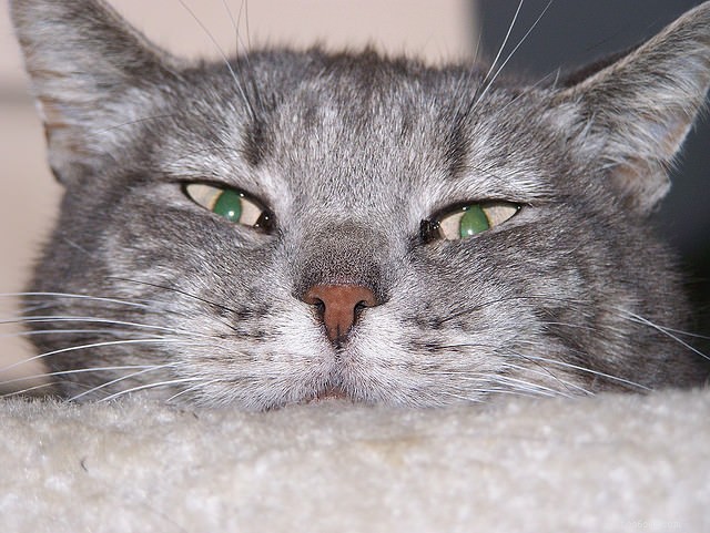 6 Critical Health Issues Every Senior Cat Owner Should Watch For