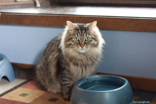 Recognizing Feline Diabetes: Essential Warning Signs & Symptoms
