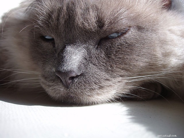 Recognizing Feline Diabetes: Essential Warning Signs & Symptoms