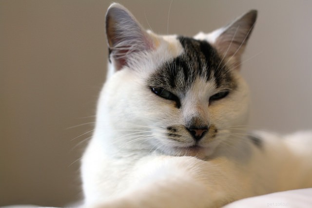 Recognizing Feline Diabetes: Essential Warning Signs & Symptoms