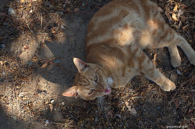 How Trap‑Neuter‑Return (TNR) is Transforming Stray Cat Lives—Here’s the Impact