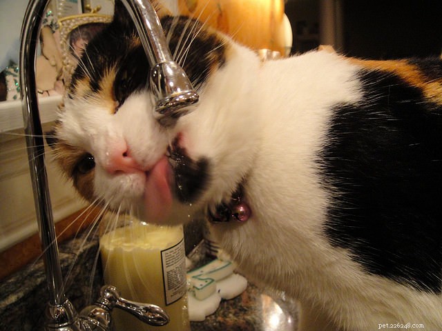 9 Essential Signs of Diabetes in Cats—Know Them to Protect Your Pet