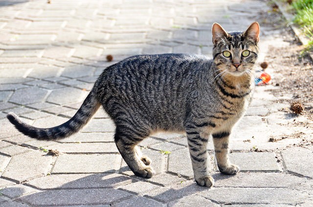 How Trap‑Neuter‑Return (TNR) is Transforming Stray Cat Lives—Here’s the Impact