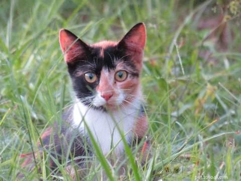 How Trap‑Neuter‑Return (TNR) is Transforming Stray Cat Lives—Here’s the Impact
