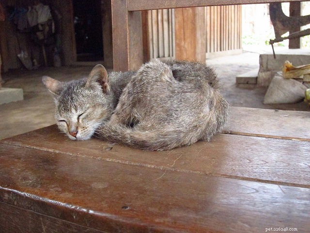 9 Essential Signs of Diabetes in Cats—Know Them to Protect Your Pet