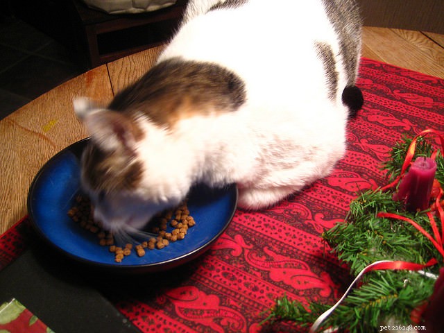 9 Essential Signs of Diabetes in Cats—Know Them to Protect Your Pet