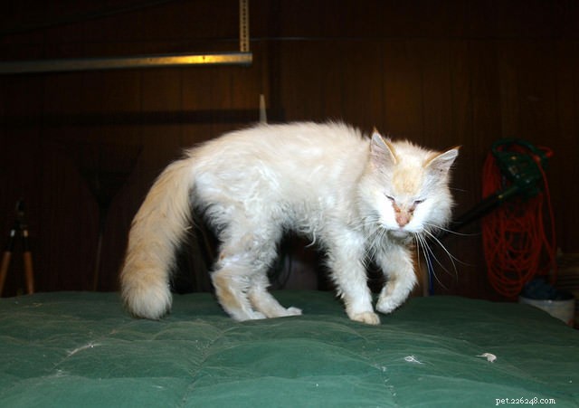 9 Essential Signs of Diabetes in Cats—Know Them to Protect Your Pet