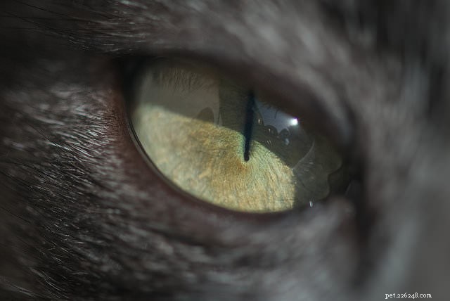 Top 5 Cat Eye Problems Every Owner Should Know