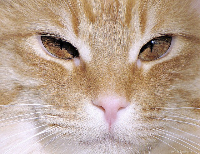 Top 5 Cat Eye Problems Every Owner Should Know