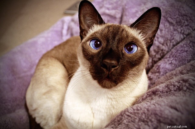 Top 5 Cat Eye Problems Every Owner Should Know