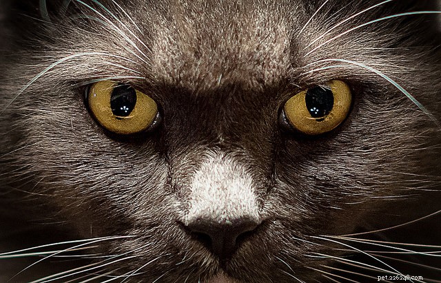 Top 5 Cat Eye Problems Every Owner Should Know