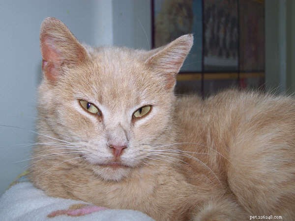 Senior Cat Wellness Exams: What to Expect