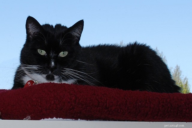 Senior Cat Wellness Exams: What to Expect