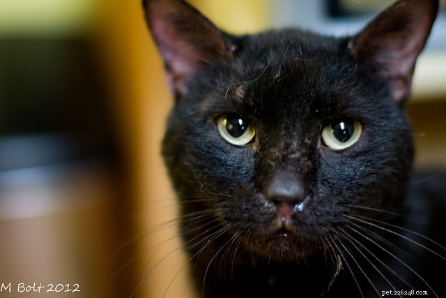 Senior Cat Wellness Exams: What to Expect