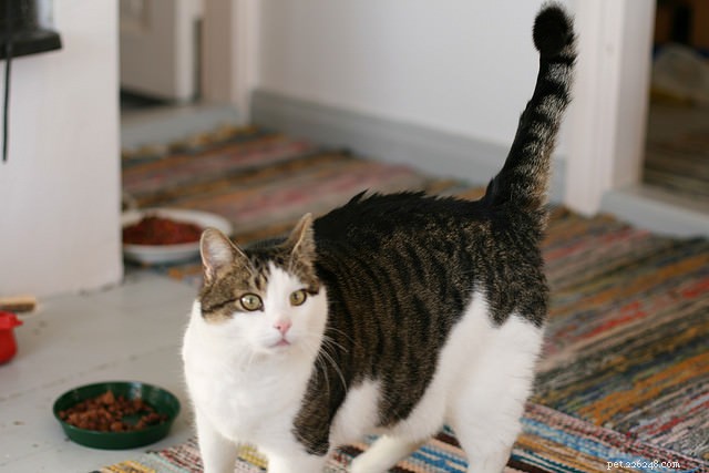 Is Your Cat Overweight? Risks and Solutions