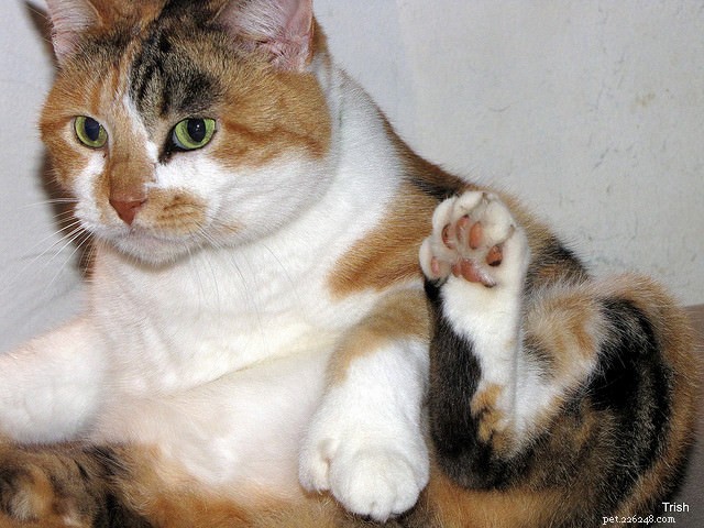 Is Your Cat Overweight? Risks and Solutions