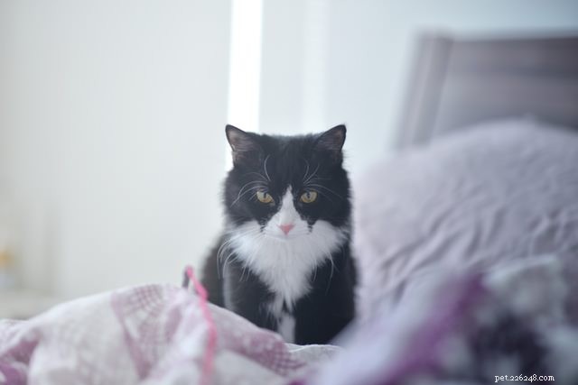 6 Surprising Facts About Cat Hairballs Every Owner Should Know