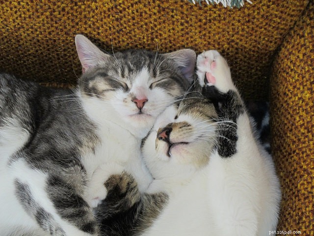 7 Surprising Insights Into Your Cat s Sleep Patterns