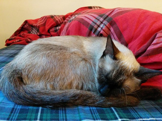 7 Surprising Insights Into Your Cat s Sleep Patterns