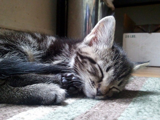 7 Surprising Insights Into Your Cat s Sleep Patterns