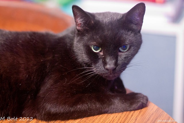 8 Proven Ways to Support Your Cat’s Transition into Senior Years