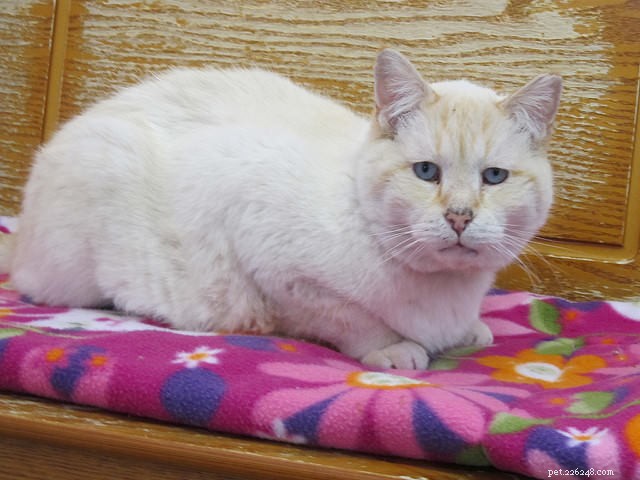 8 Proven Ways to Support Your Cat’s Transition into Senior Years