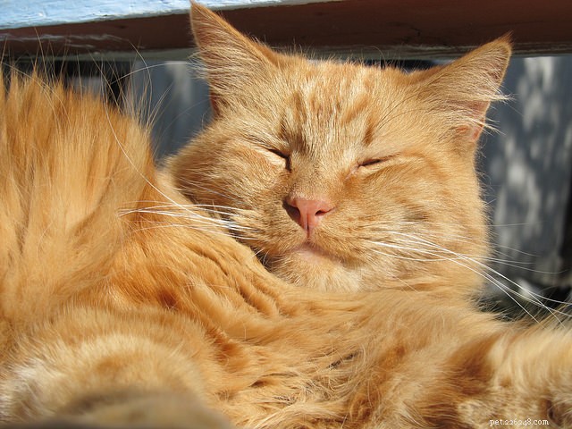 8 Proven Ways to Support Your Cat’s Transition into Senior Years