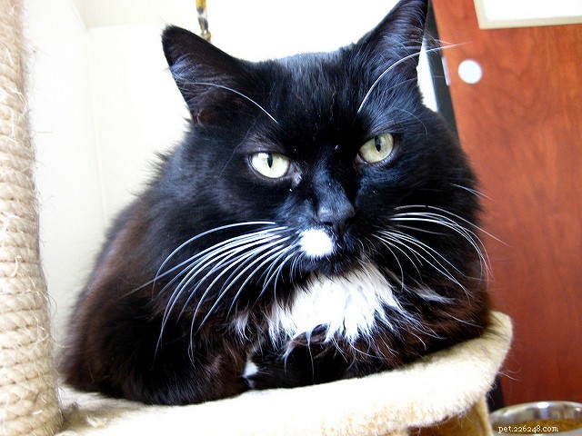 8 Proven Ways to Support Your Cat’s Transition into Senior Years