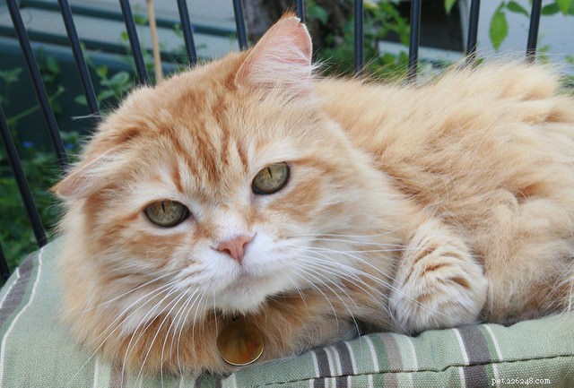8 Proven Ways to Support Your Cat’s Transition into Senior Years