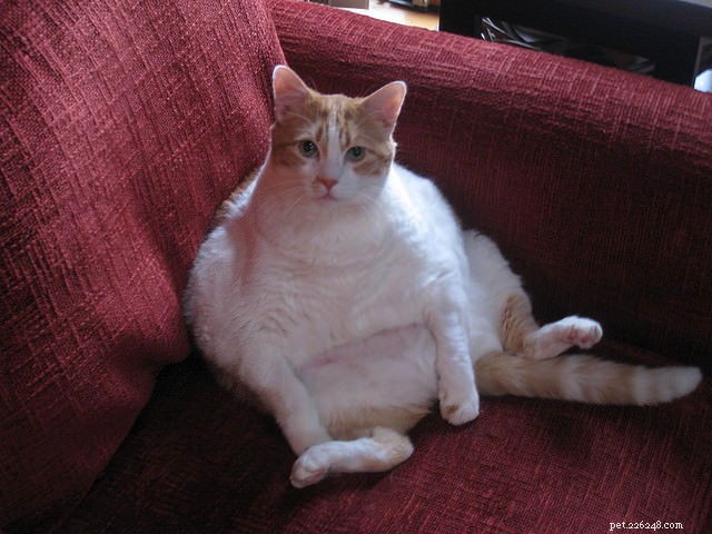 Top 10 Cat Obesity Illnesses: How Excess Weight Threatens Your Feline s Health